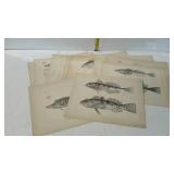 Collection of 15 Fish Prints
