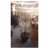 Artificial plant, measures 68 inches tall