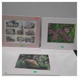 Three unframed prints, two of butterflies and one