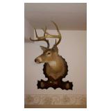Mounted deer head, located in down stairs room