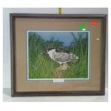 Print, Black-crowned Night Heron, framed & matted-