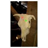 Cow Skull, wall home decor horned skull