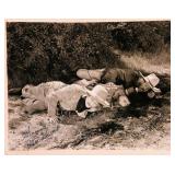 Larry, Moe, and Curly Joe signed movie still photo