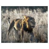 Original African Safari photo