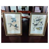 Framed avian prints (2)
