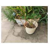 3 foam and plastic planters