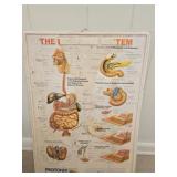 The Digestive System Wall Decor