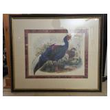 Framed peacock print