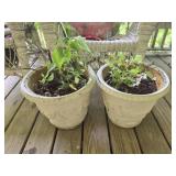 Pair of planters with real plants
