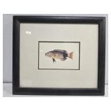 Italian Fish print