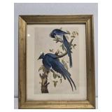Framed print of 2 Columbia Jay birds