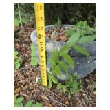 Heavy concrete planter