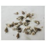 Lot of 30 seashells