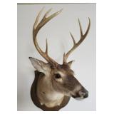 9 point deer mount