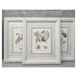 Set of 3 framed fruit botanical art prints