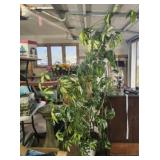 Large Dwarf Umbrella tree in painted pot 6