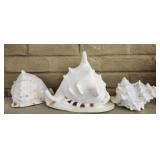 Lot of 3 seashells