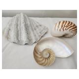 Lot of 3 seashells