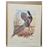 Signed 'Ring-Necked pheasant' by Jules E. Scheffer