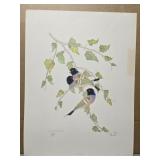 Signed 'Lady Gould Finch' by Moran 278/1500