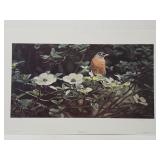 Terry Isaac 'Backyard Robin' print **