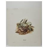 Don Whitlatch 'Woodcock' print ***