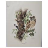 Don Whitlatch 'Long-eared Owl' print ***