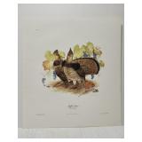 Don Whitlatch 'Ruffed Grouse' print ***