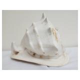Large Horned Helmet seashell