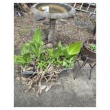 Lot of planters and concrete bird bath
