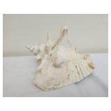 Conch shell