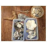 Lot of Sea Shells & Driftwood