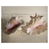 Lot of 2 large sea shells