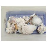 Lot of seashells