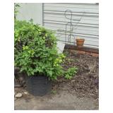 Planter and plant stand