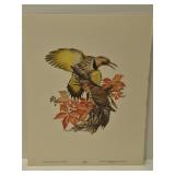 Roger Tory Peterson 'Flicker' print