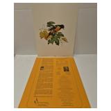 Roger Tory Peterson 'Baltimore Oriole' print