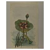 Blooming lotus flower painting