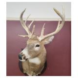 Wall taxidermy mount of a 16 point buck
