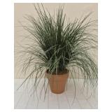 Graceful Grasses in terracotta pot