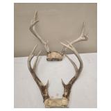 Lot of 2 deer antlers