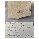 Fossil Fish from Brazil