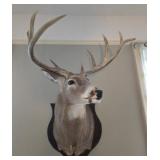 Mounted deer head