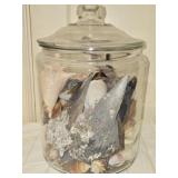 Jar FULL of Large Sea Shells Barnacles Etc