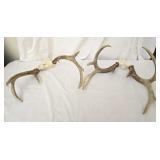 Lot of 2 deer antlers