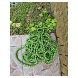 Green water hose