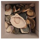 Estate lot of sea shells