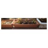 Basic Begonia plants