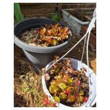Basic Begonia plants