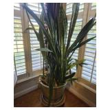 Healthy Snake plant apx 5ft tall